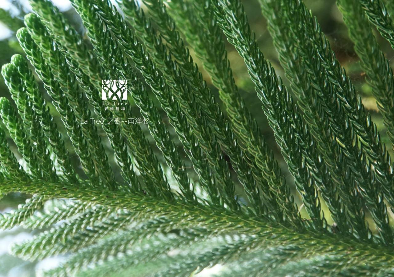 Апартаменти La Tree 普椿農場木子莊園 Донг Хе Екстер'єр фото
