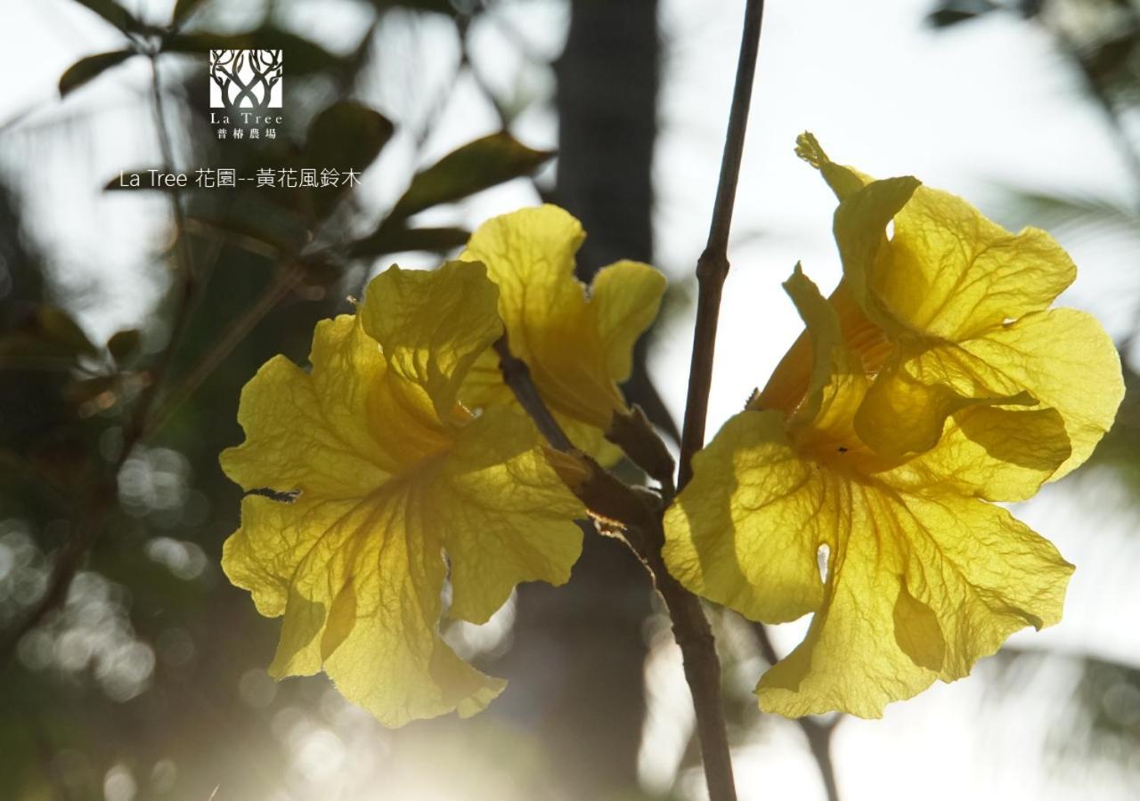 Апартаменти La Tree 普椿農場木子莊園 Донг Хе Екстер'єр фото