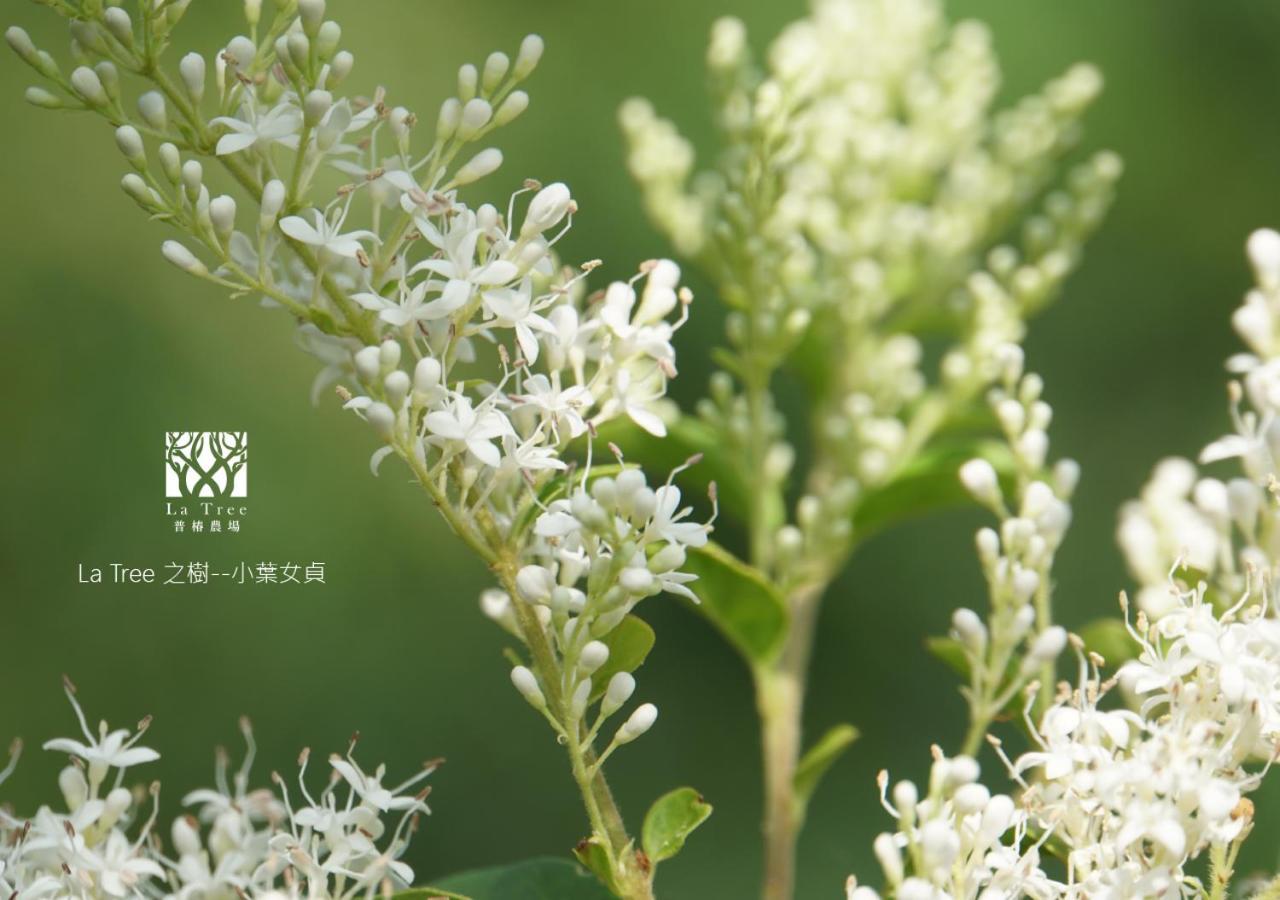 Апартаменти La Tree 普椿農場木子莊園 Донг Хе Екстер'єр фото