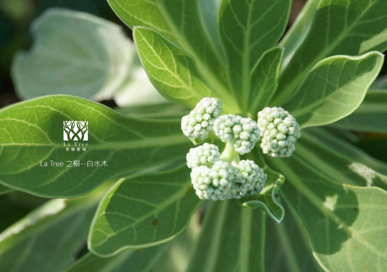 Апартаменти La Tree 普椿農場木子莊園 Донг Хе Екстер'єр фото